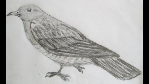 Кукушка рисунок карандашом