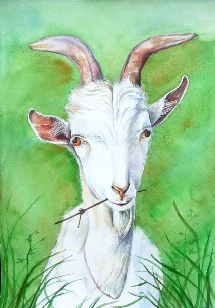 Коза акварелью