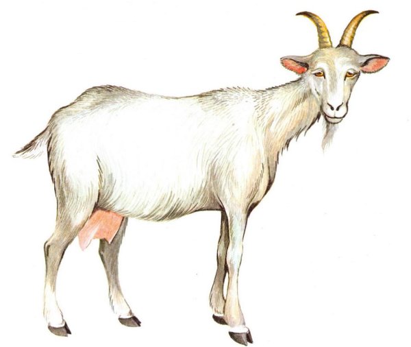Изображение козы для детей