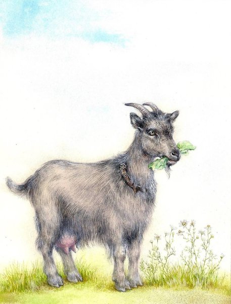 Коза раскраска для детей