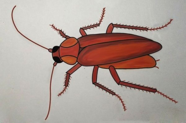 Морда таракана для детей