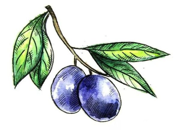 Сливы карандашом