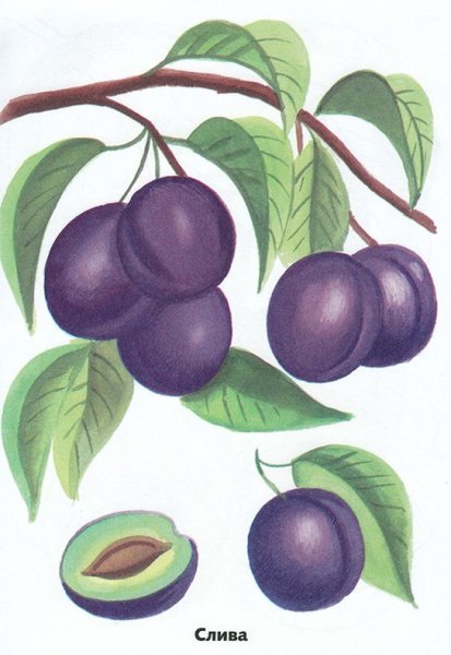 Слива нарисованная
