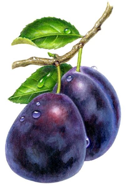 Слива Киргизская