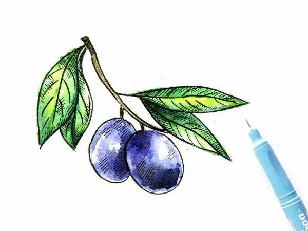 Слива для рисования