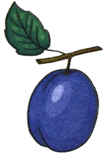 Синее для детей слива