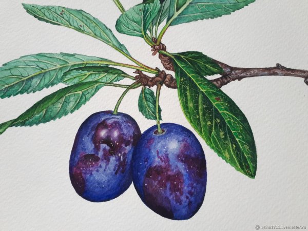 Ветка сливы