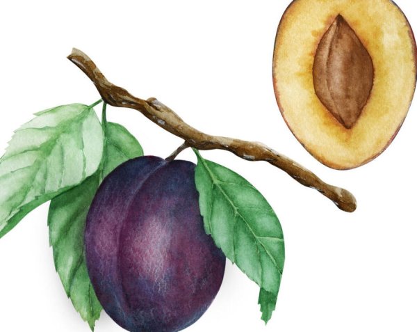 Слива плод в разрезе