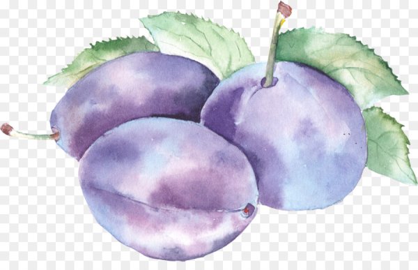 Фрукты акварелью