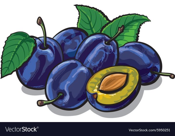 Чернослив вектор