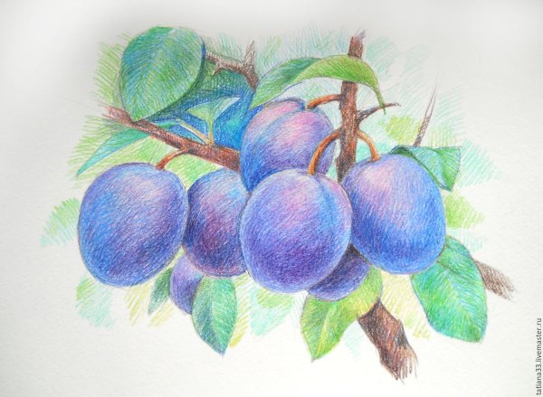 Слива для рисования