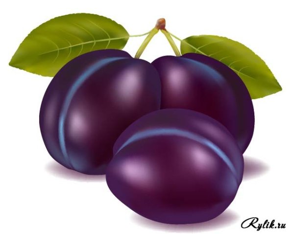 Картина слива для детей