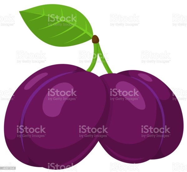 Слива Векторная