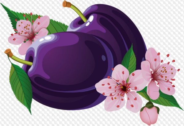 Слива вектор клипарт