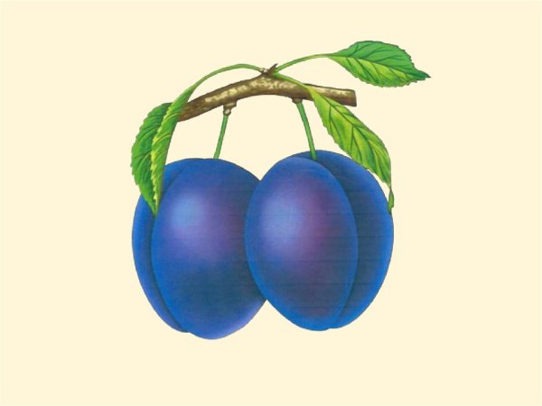 Слива карточки для детей