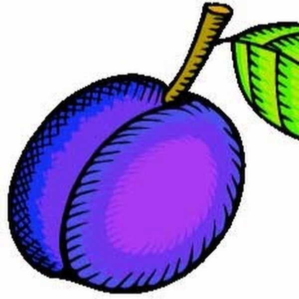 Нарисованная синяя слива для детей