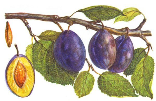 Слива плод