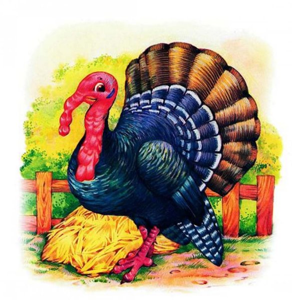 Индюк индюшка индюшонок для детей