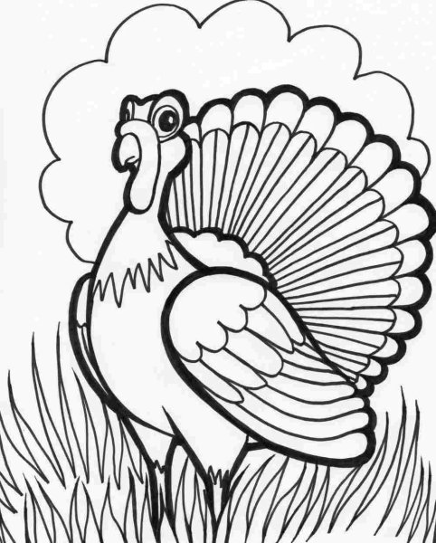 Раскрашенный индюк