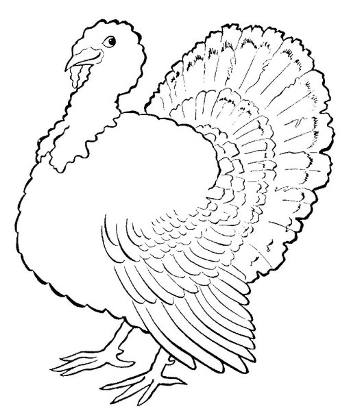 Индюк индюшка индюшонок раскраска