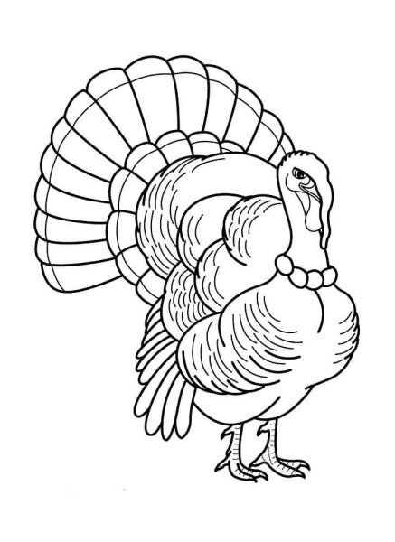 Индюк для детей на прозрачном фоне