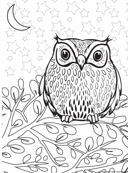 Сова раскраска