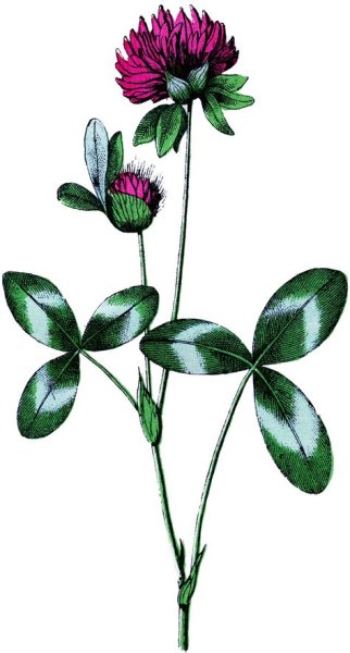 Клевер Луговой