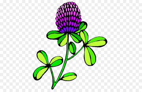 Клевер нарисованный