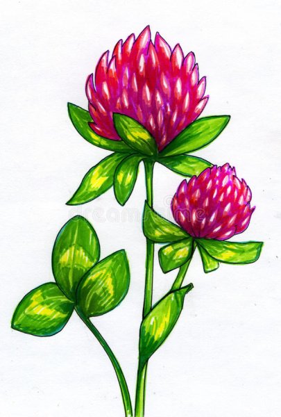 Клевер для дошкольников