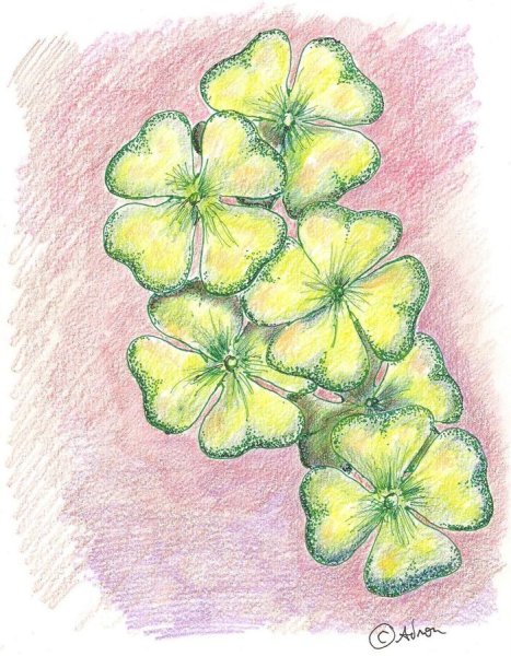 Голубой Клевер четырехлистный