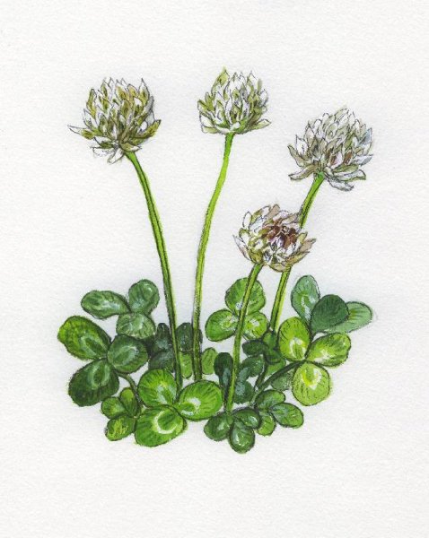 Клевер ползучий ботаника