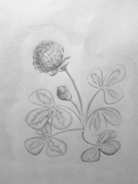 Клевер рисунок карандашом