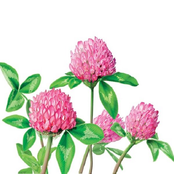 Клевер референс