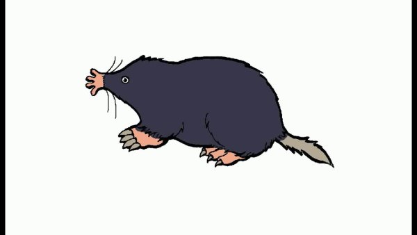 Крот картинка для детей