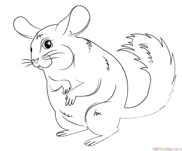 Раскраска шиншилла