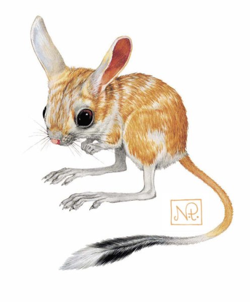 Дети тушканчиков