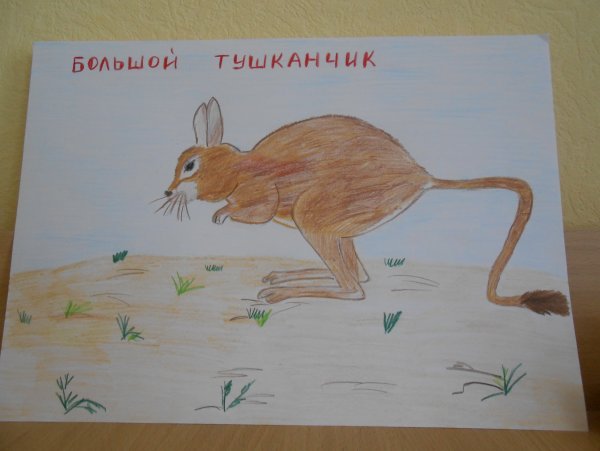 Красная книга России тушканчик