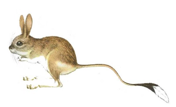 Большой тушканчик или Земляной заяц (Allactaga Major)