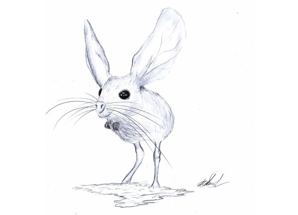 Тушканчик раскраска