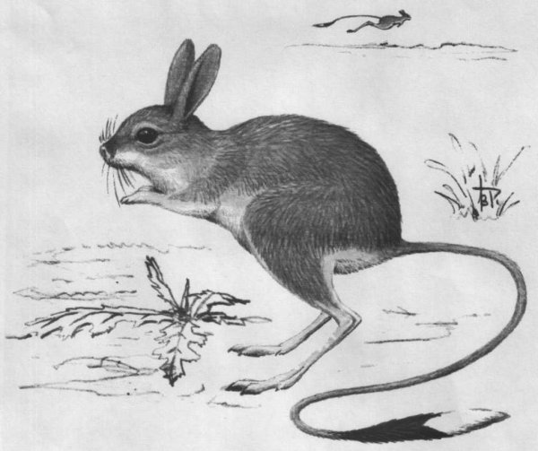 Тушканчик рисунок