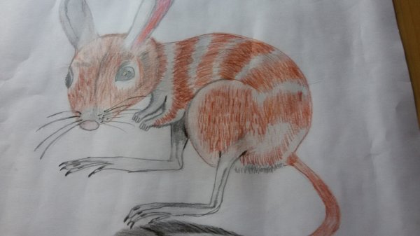 Тушканчик простым карандашом