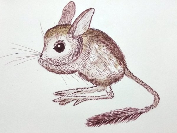 Дети тушканчиков