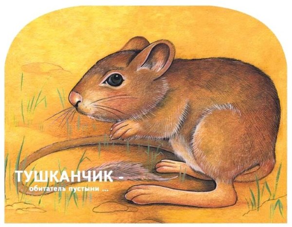 Тушканчик иллюстрация