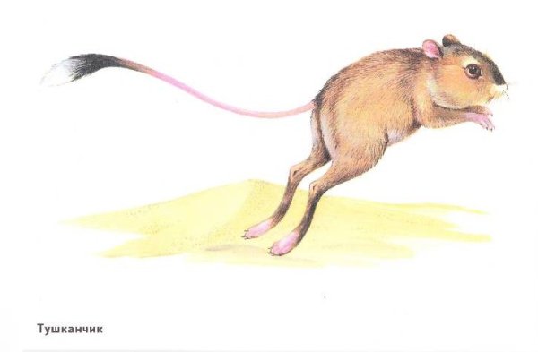 Сумчатый тушканчик