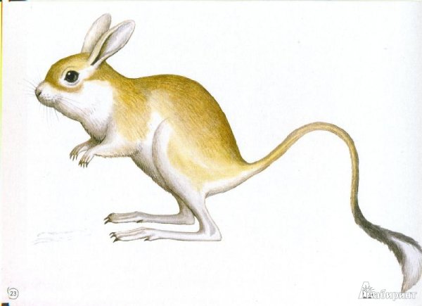 Большой тушканчик на белом фоне