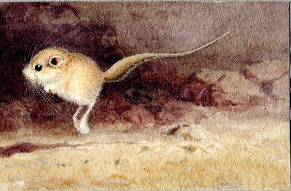 Карликовый жирнохвостый тушканчик