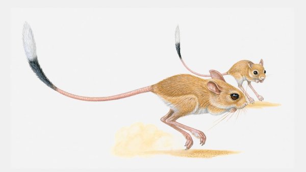 Тушканчик анатомия