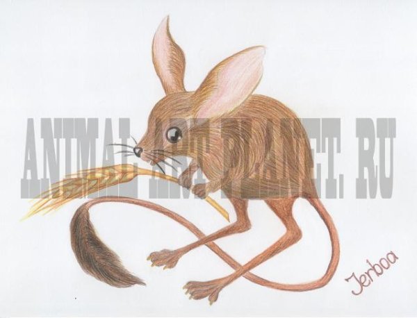 Тушканчик рисунок