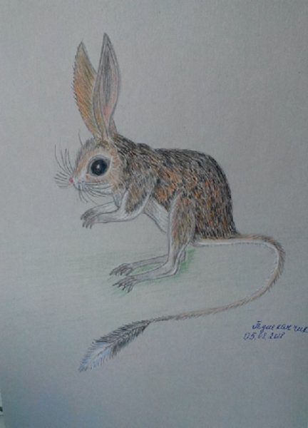 Нарисовать тушканчика