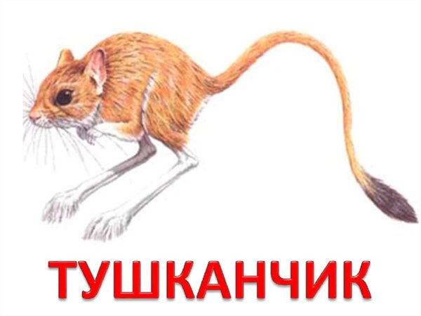 Тушканчик на прозрачном фоне